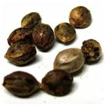 Семена марихуаны АК-47  (Seeds AK-47) в Верхотурье